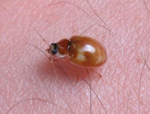 Adalia decempunctata
